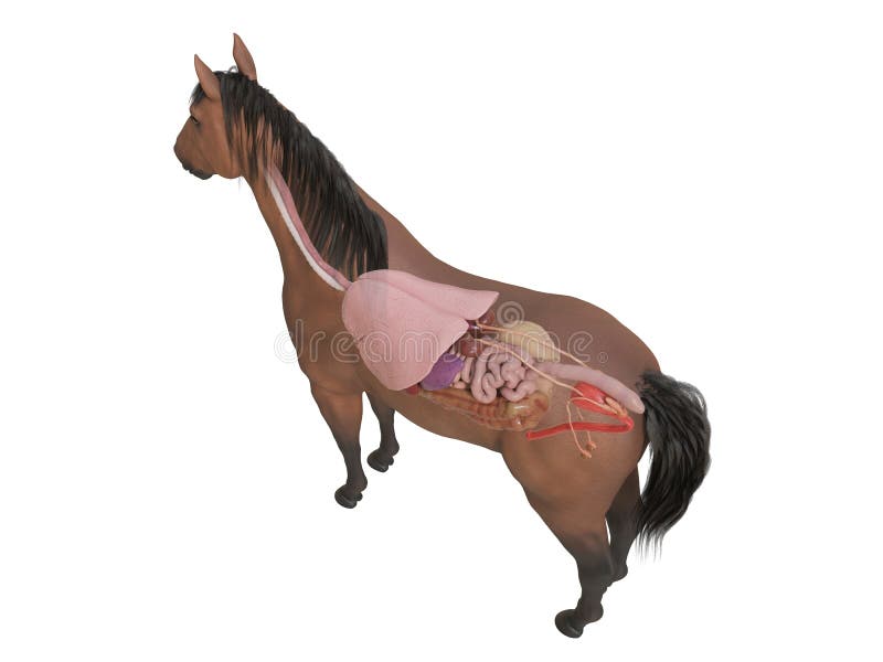 Free Equine Anatomy Chart