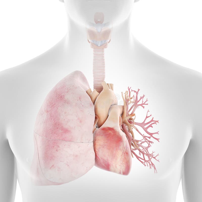 The human heart and lungs stock illustration. Illustration of anatomical - 165083059 The human heart and lungs stock illustration. Illustration of anatomical - 165083059