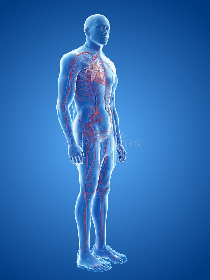 The Human Heart and Vascular System Stock Illustration Illustration