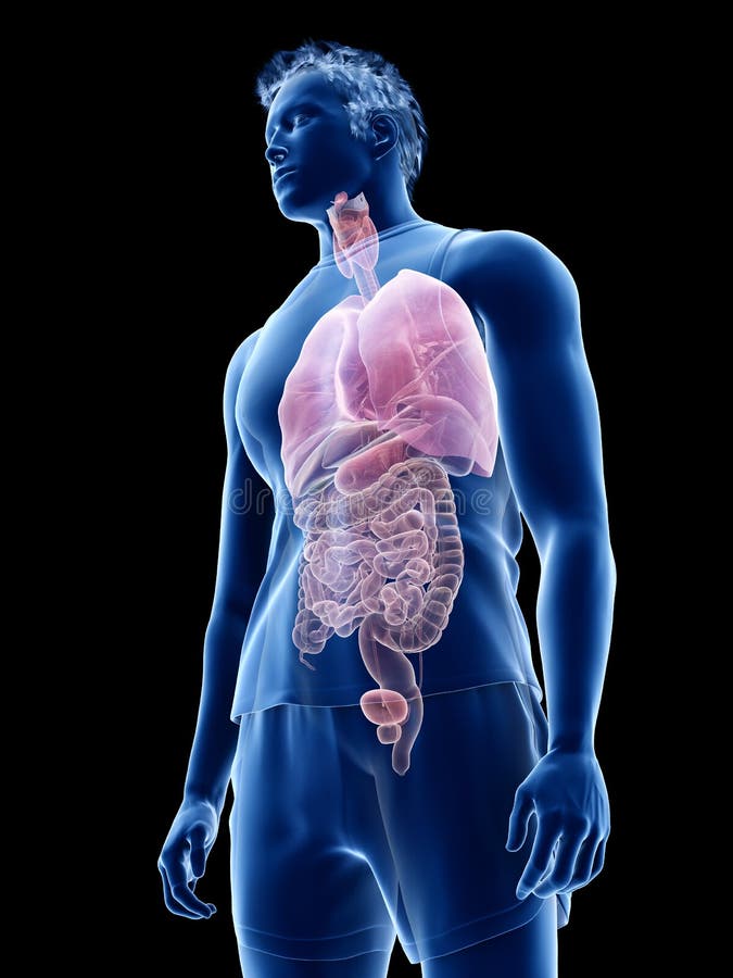 The human organs stock illustration. Illustration of body - 137361235