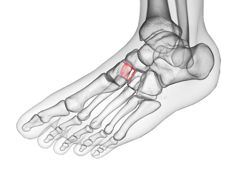 The intermediate cuneiform bone