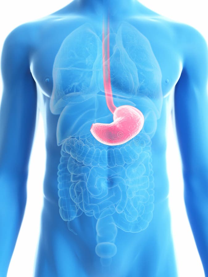 A mans stomach stock illustration. Illustration of blue - 128919037