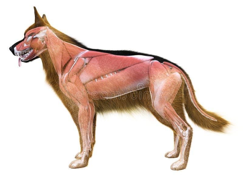 Canine Muscle Chart