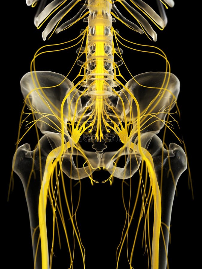 Pelvic Nerve Anatomy