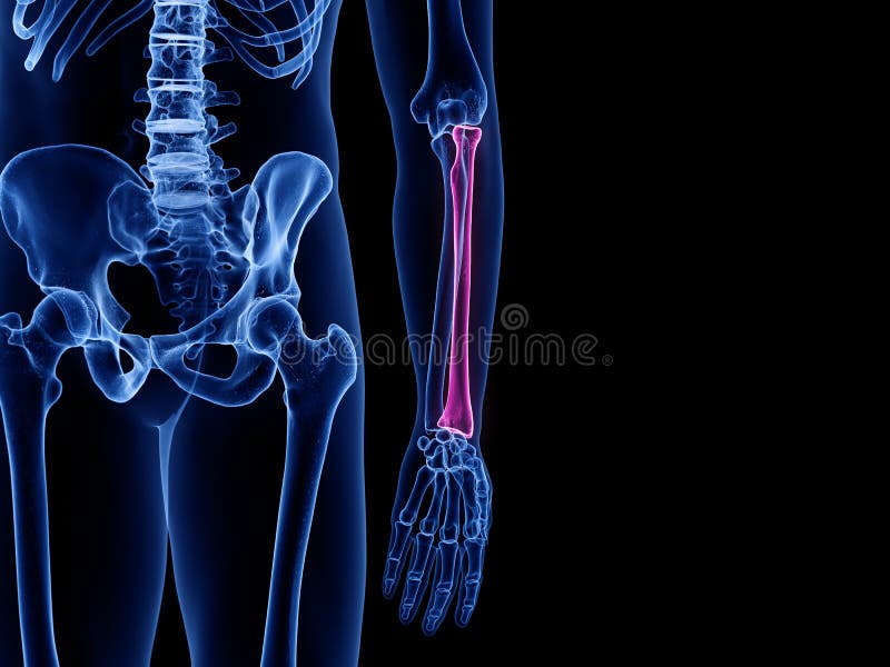 The radius bone vector illustration
