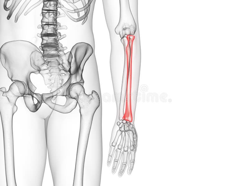 The radius bone stock illustration