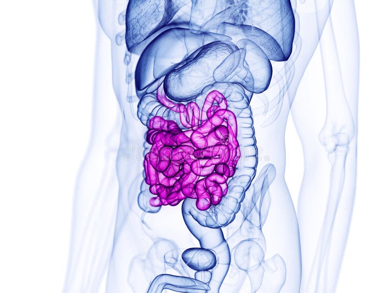 The small intestine stock illustration