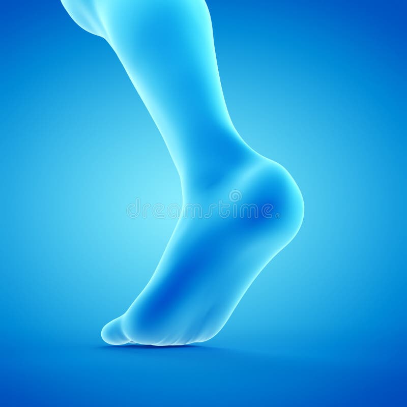 A walking foot stock illustration. Illustration of ankle 152240105