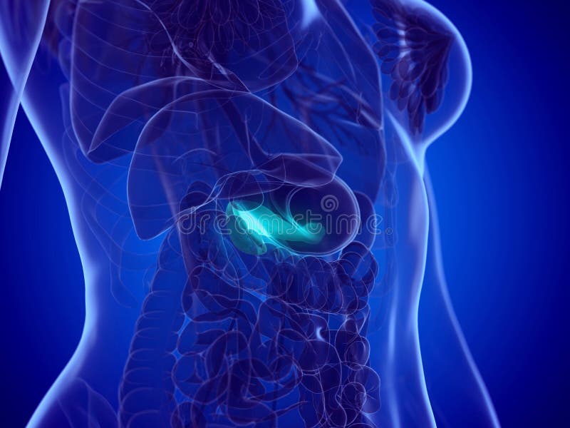 A Womans Pancreas Stock Illustration Illustration Of Body 149525624