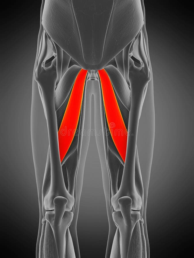 Adductor Longus Cadaver