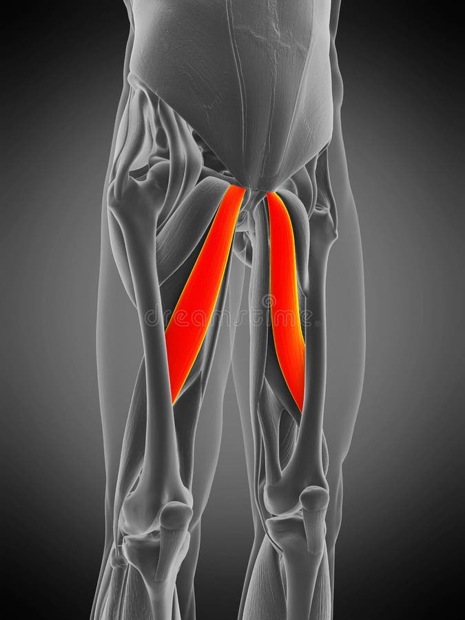 Adductor Longus Cadaver