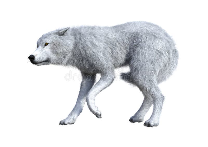 3D Rendering Arctic Wolf on White Stock Illustration - Illustration of ...