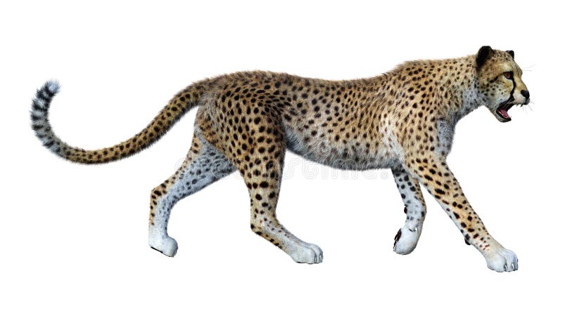 Cheetah stock image. Image of hunt, fauna, creature, jumping - 51789939