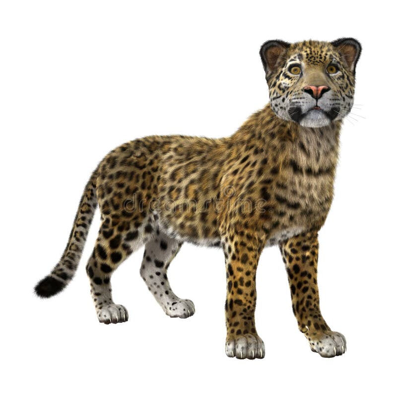  3D  Rendering Big Cat  Jaguar  On White Stock Photo Image 