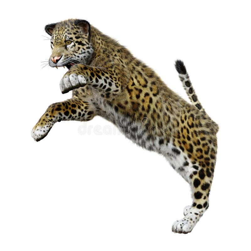  3D  Rendering Big Cat  Jaguar  On White Stock Image Image 