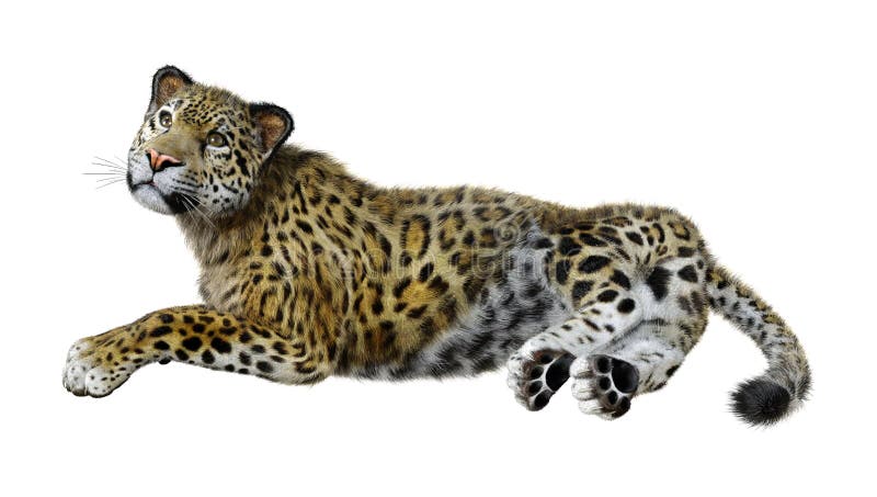  3D  Rendering Big Cat  Jaguar  On White Stock Illustration 