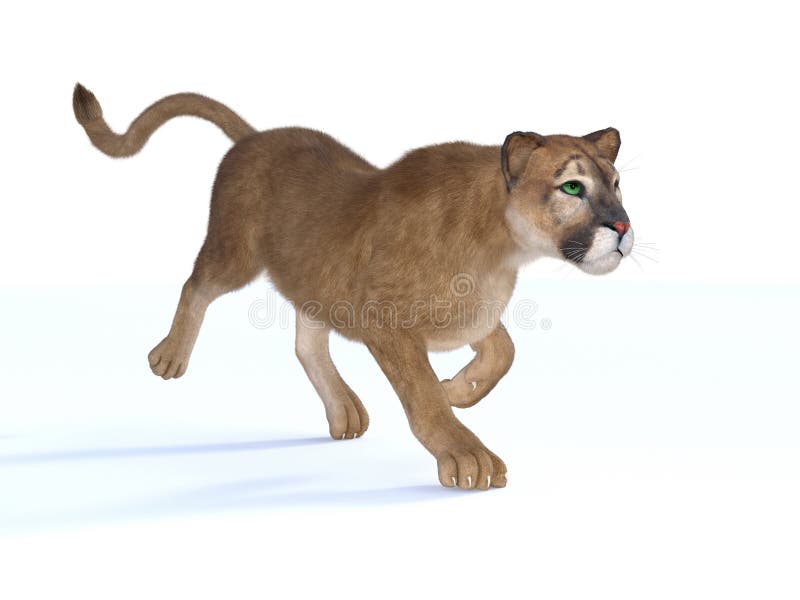 3d Rendering of Haunting Puma on White Background Stock Illustration -  Illustration of wild, beast: 114448945