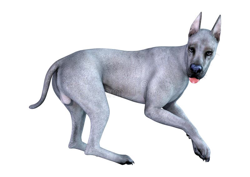 3D Rendering Blue Grat Dane Dog on White ilustracja wektor