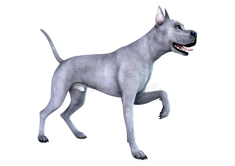 3D Rendering Blue Grat Dane Dog on White royalty ilustracja
