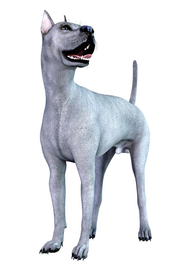 3D Rendering Blue Grat Dane Dog on White ilustracji
