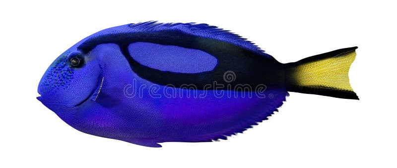 3D Rendering Blue Tang Fish on White ilustracji