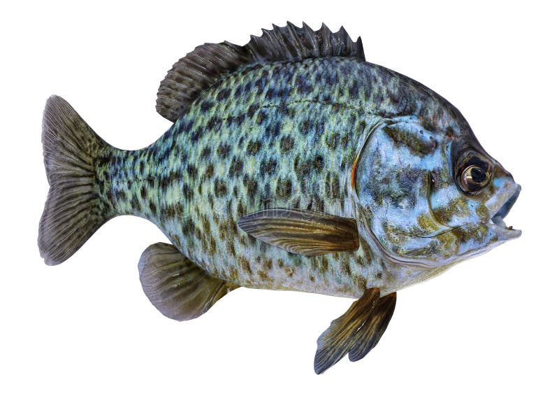 bluegill wallpaper