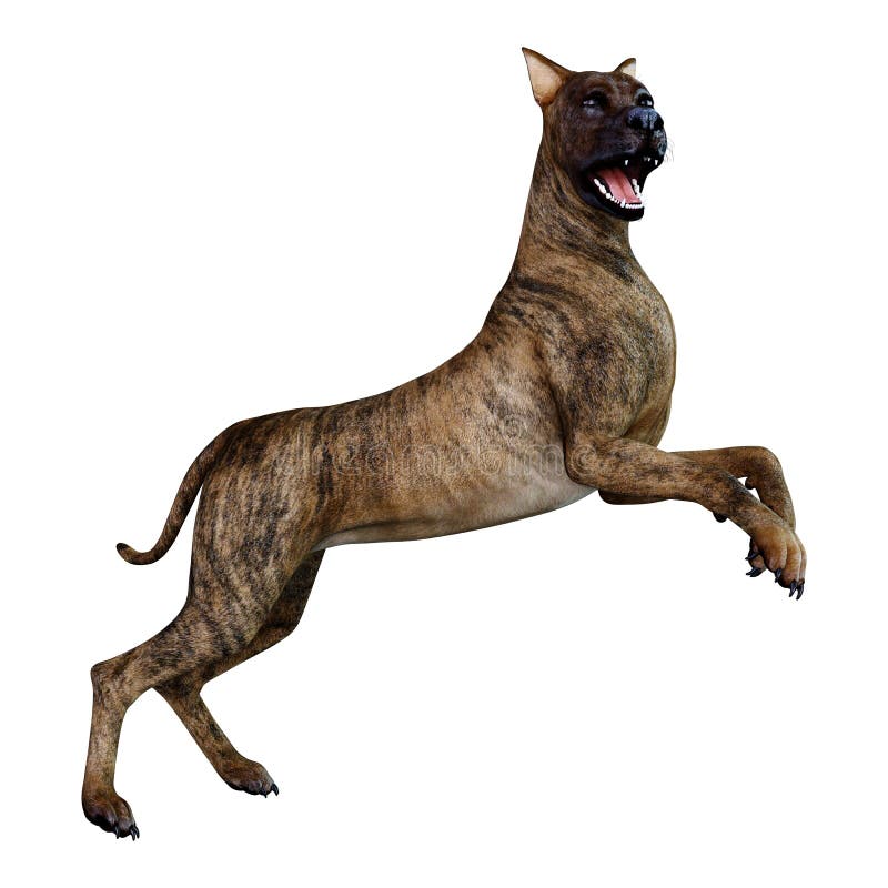 Brindle Dog Stock Illustrations 779 Brindle Dog Stock Illustrations