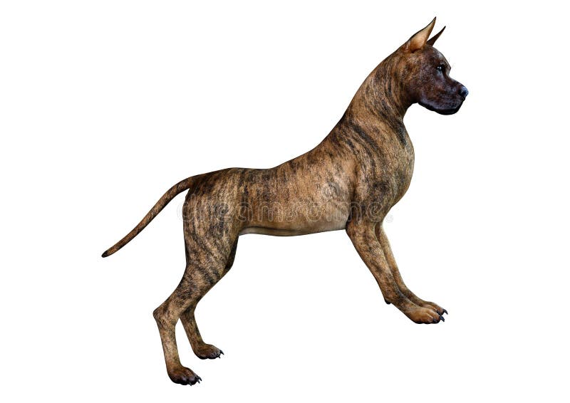 Brindle Dog Stock Illustrations 849 Brindle Dog Stock Illustrations