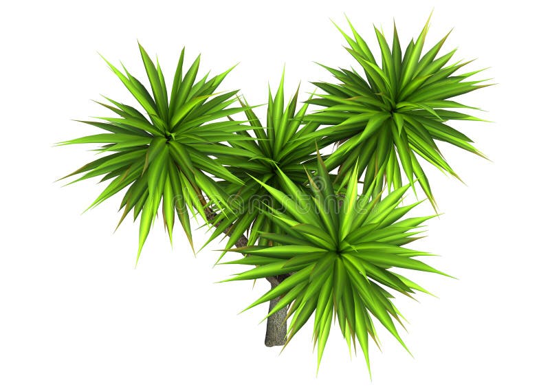3D Rendering Cabbage Palme auf weiß lizenzfreie abbildung