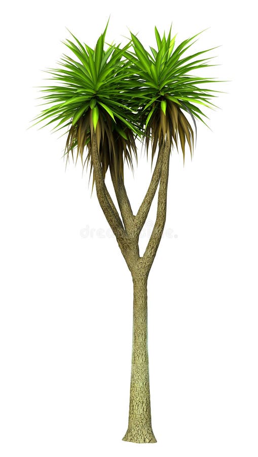 3D Rendering Cabbage Palme auf weiß. 3D Darstellung einer grünen Kohlpalme, isoliert auf weißem Hintergrund