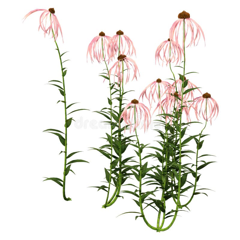 3D Rendering Cone Flowers on White Stock Illustration Illustration of