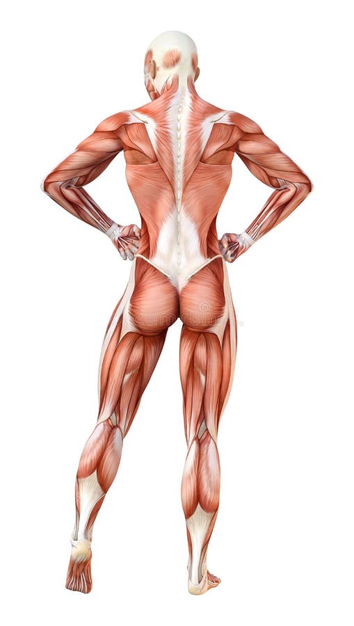 3D render of a muscular female figure with close up of back muscles Stock  Photo - Alamy