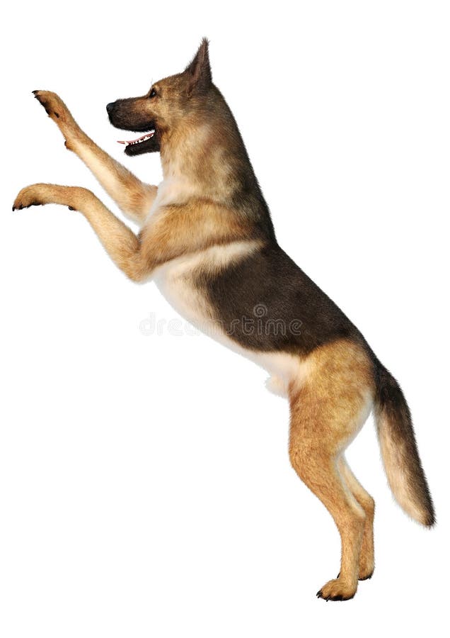 3D Rendering German Shepherd on White Stock Illustration - Illustration ...