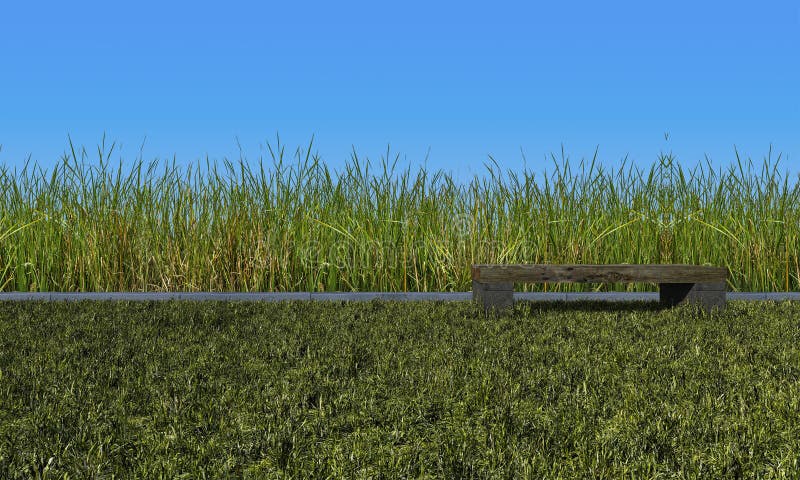 3d rendering green color wild grasses field and sky mockup vector illustration.