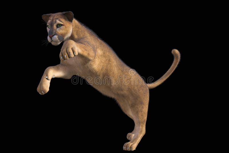 3d Rendering of Haunting Puma on Black Background Stock Illustration - Illustration of cougar, rendering: 114448943 3d Rendering of Haunting Puma on Black Background Stock Illustration - Illustration of cougar, rendering: 114448943