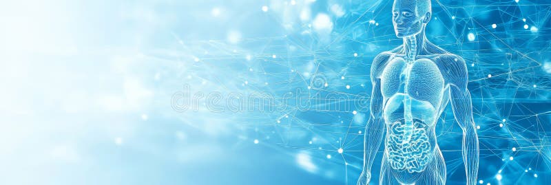 3D Rendering Human Digestive System Anatomy on a Medical Blue Background with Neural Network Mesh royalty free illustration