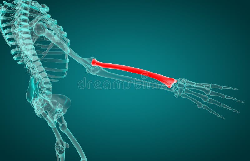 3d rendering illustration of radius bone vector illustration