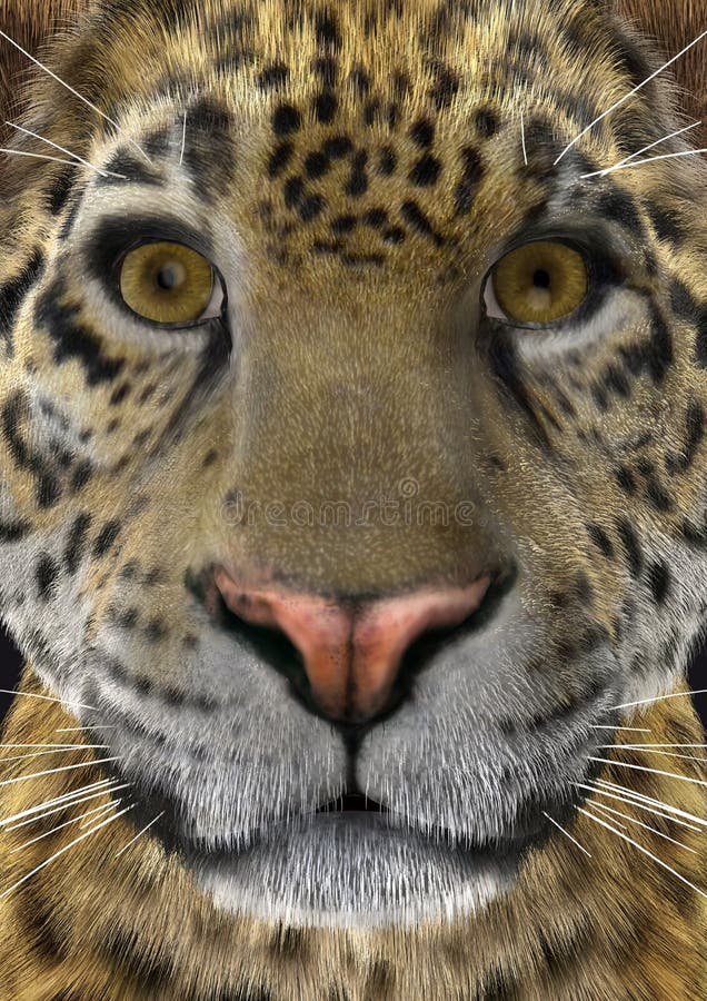  3D  Rendering Big Cat  Jaguar  On White Stock Image Image 