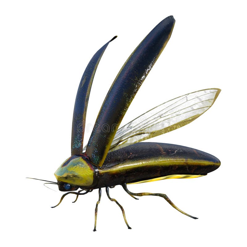 Lightningbug stock vector. Illustration of lightningbug 1930046
