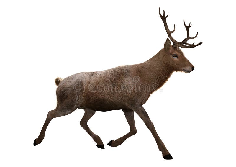 3D Rendering Male Deer on White stock illustration