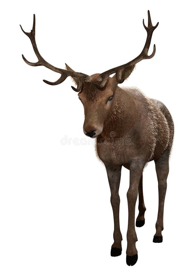3D Rendering Male Deer on White vector illustration