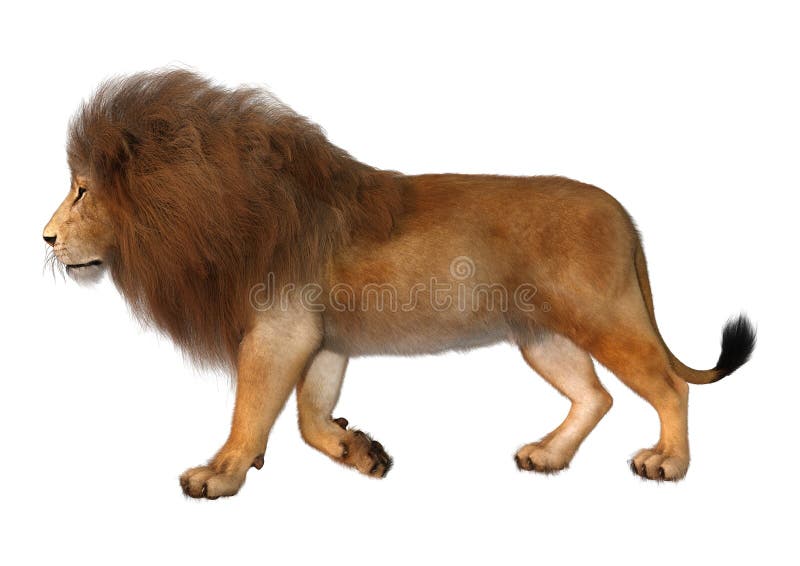 3D Rendering Male Lion on White royalty free illustration