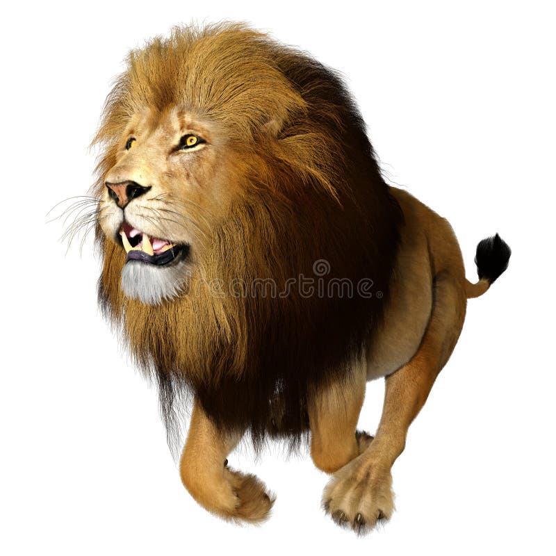 3D Rendering Male Lion on White stock illustration