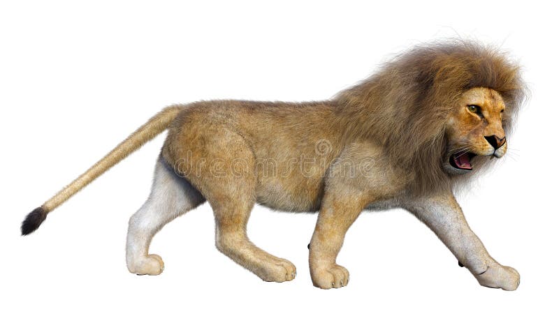 3D Rendering Male Lion on White vector illustration