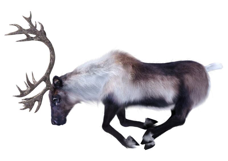 3D Rendering Male Reindeer on White stock illustration