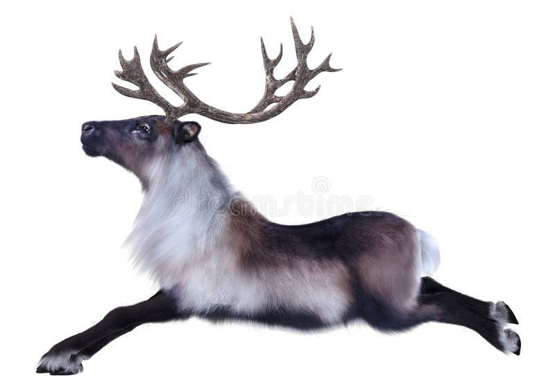 3D Rendering Male Reindeer on White stock illustration