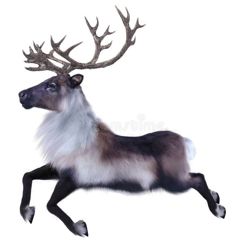 3D Rendering Male Reindeer on White stock illustration