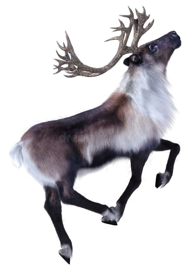 3D Rendering Male Reindeer on White stock illustration