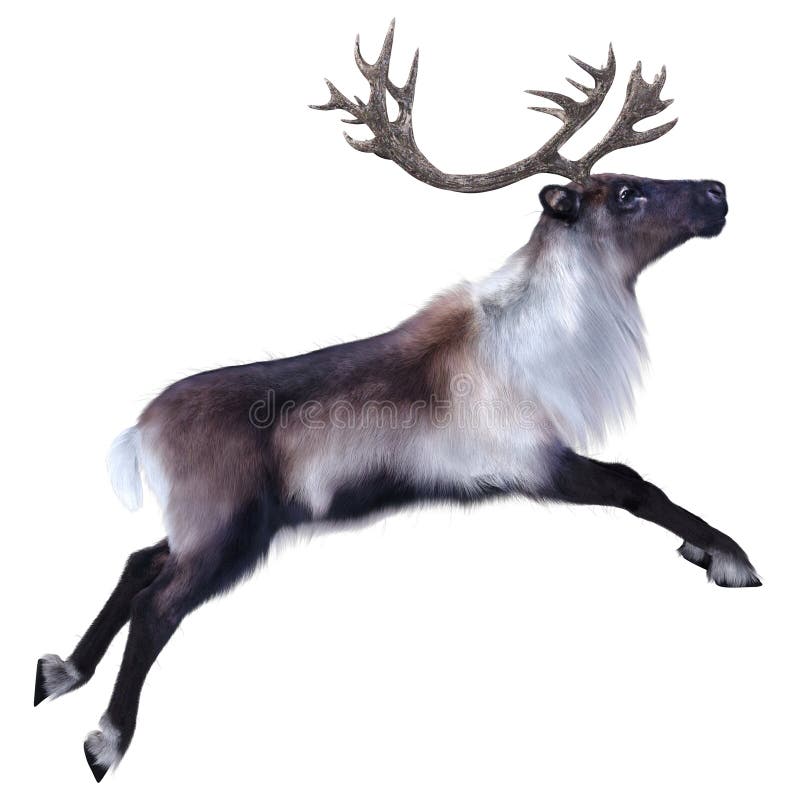 3D Rendering Male Reindeer on White stock illustration