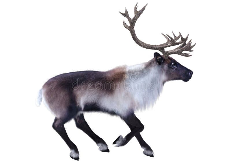 3D Rendering Male Reindeer on White stock illustration